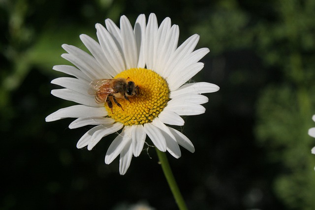 Free download daisy bee insect flower wildflower free picture to be edited with GIMP free online image editor