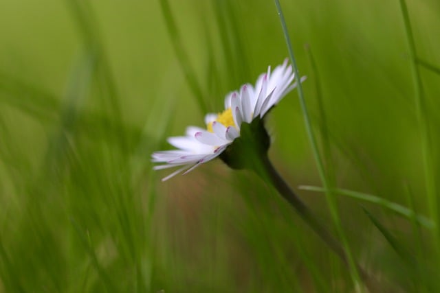 Free download daisy bellis a thousand beautiful free picture to be edited with GIMP free online image editor