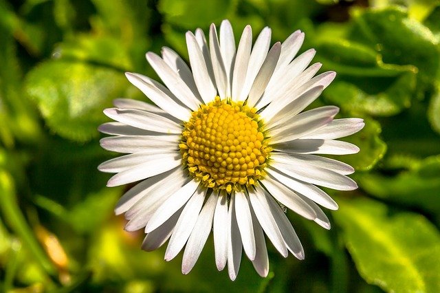 Free download daisy bellis perennis free picture to be edited with GIMP free online image editor