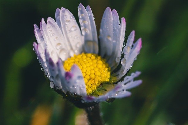 Free download daisy bellis perennis dewdrop free picture to be edited with GIMP free online image editor