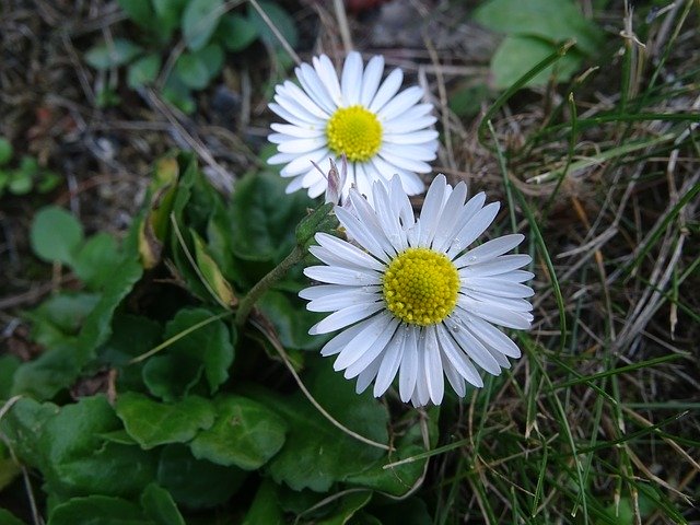 Free download Daisy Bellis Perennis Flower -  free photo or picture to be edited with GIMP online image editor