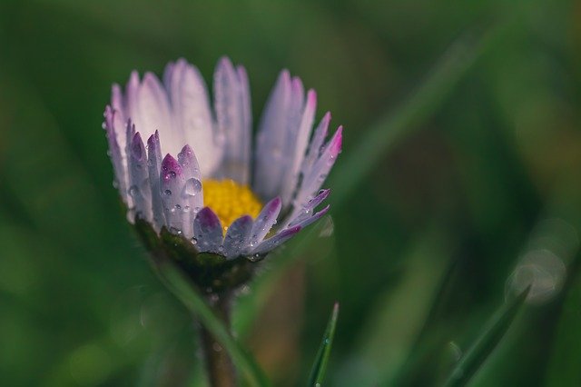 Free download daisy bellis perennis waterdrop dew free picture to be edited with GIMP free online image editor