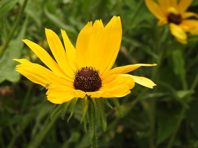 Free download Daisy Black Eyed Susan Summer -  free free photo or picture to be edited with GIMP online image editor