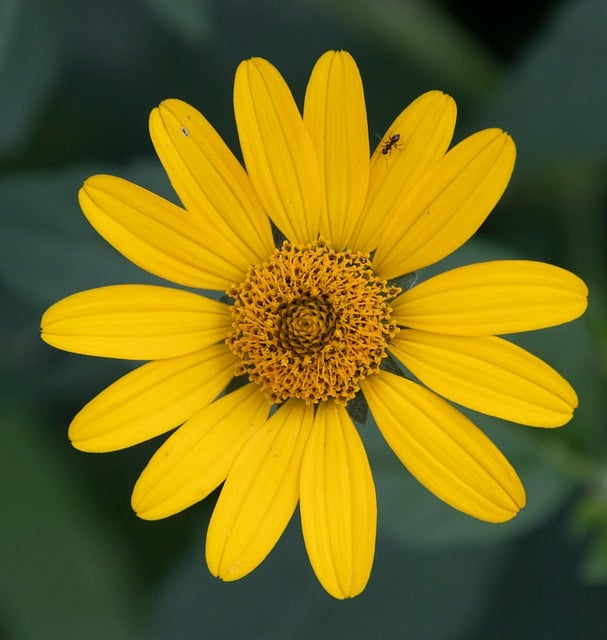 Free download daisy bloom flower blossom garden free picture to be edited with GIMP free online image editor