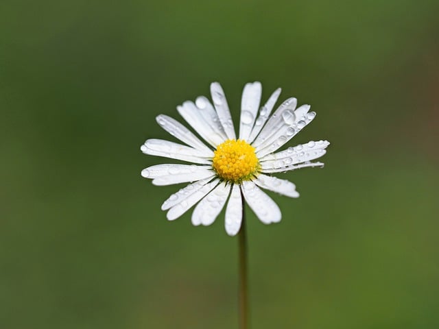 Free download Daisy Blossom Bloom -  free photo or picture to be edited with GIMP online image editor