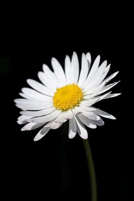 Free download daisy blossom bloom flora flower free picture to be edited with GIMP free online image editor