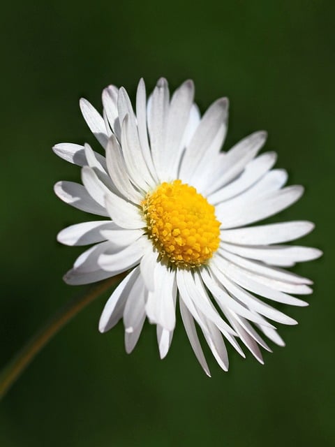 Free download daisy blossom bloom flower free picture to be edited with GIMP free online image editor