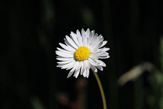 Free download daisy blossom bloom flower plant free picture to be edited with GIMP free online image editor