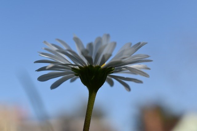Free picture Daisy Blue Sky Special Perspective -  to be edited by GIMP free image editor by OffiDocs