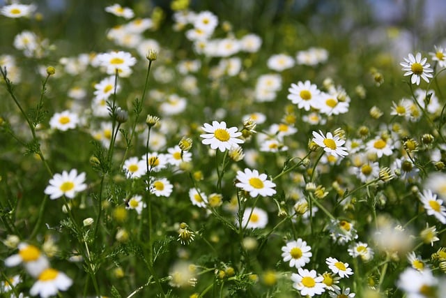 Free download daisy camomile flower daisy flower free picture to be edited with GIMP free online image editor