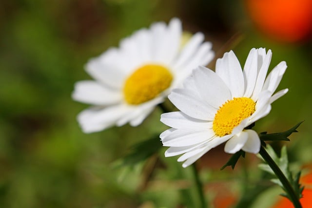 Free download daisy chrysanthemum flowers petals free picture to be edited with GIMP free online image editor