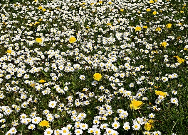 Free download Daisy Daisies Lawn -  free photo or picture to be edited with GIMP online image editor