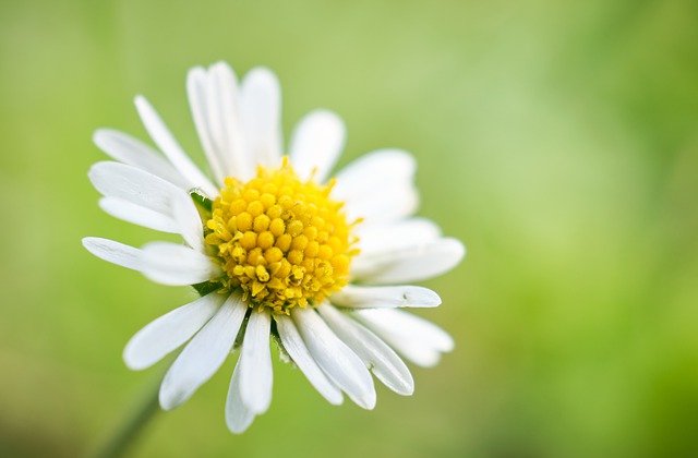 Free download daisy development visible shine free picture to be edited with GIMP free online image editor