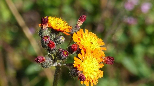 Free picture Daisy Family Hawkweed Flower Heads -  to be edited by GIMP free image editor by OffiDocs