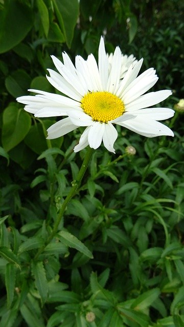 Free picture Daisy Flower -  to be edited by GIMP free image editor by OffiDocs