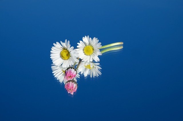 Free download daisy flower bloom red pink white free picture to be edited with GIMP free online image editor