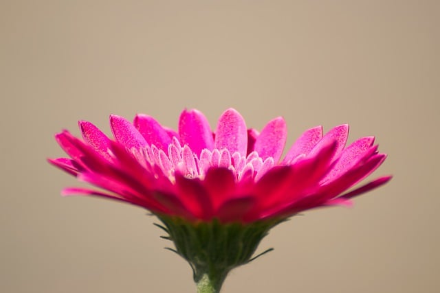 Template ng Larawan Daisy Flower Blossom para sa OffiDocs