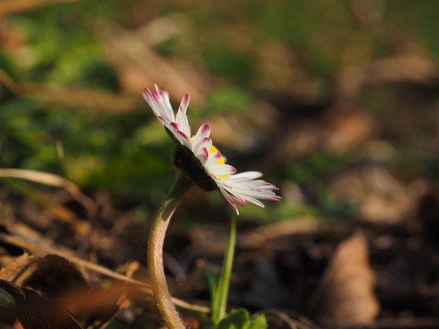 Free download daisy flower blossom bloom free picture to be edited with GIMP free online image editor