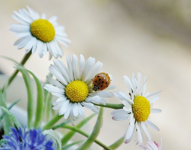 Free download daisy flower blossom bloom beetle free picture to be edited with GIMP free online image editor