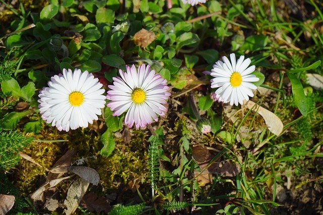 Free download daisy flower blossom bloom white free picture to be edited with GIMP free online image editor