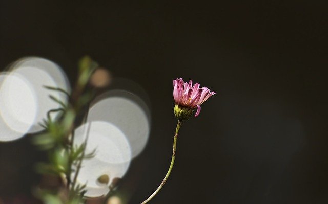 Free download daisy flower bokeh plant nature free picture to be edited with GIMP free online image editor