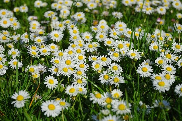 Free download daisy flower carpet white flower free picture to be edited with GIMP free online image editor
