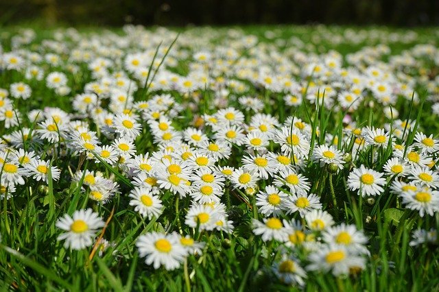 Free download daisy flower carpet white meadow free picture to be edited with GIMP free online image editor
