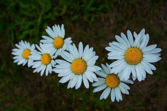 Free download daisy flower daisies blossom white free picture to be edited with GIMP free online image editor