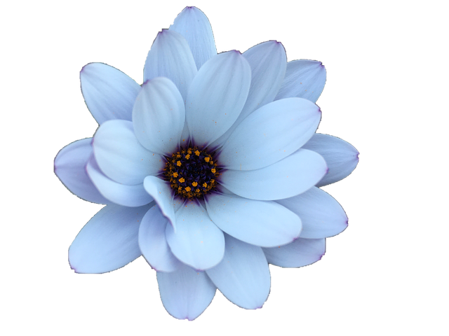 Free picture Daisy Flower Floral -  to be edited by GIMP free image editor by OffiDocs