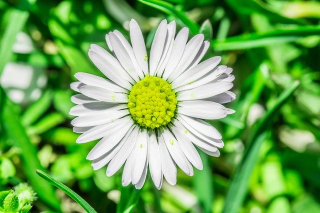 Unduh gratis Daisy Flower Grasshopper - foto atau gambar gratis untuk diedit dengan editor gambar online GIMP
