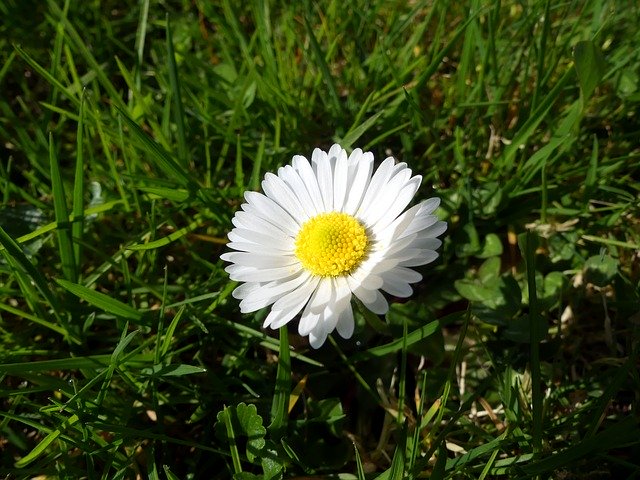 Kostenloser Download Daisy Flower Green - kostenloses Foto oder Bild zur Bearbeitung mit GIMP Online-Bildbearbeitung