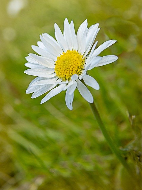 Descarga gratuita Daisy Flower Macro: foto o imagen gratuita para editar con el editor de imágenes en línea GIMP