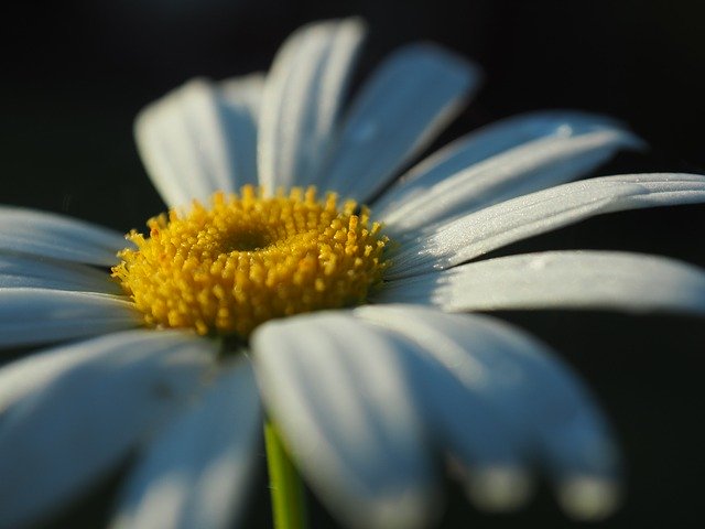 Template Photo Daisy Flower Nature -  for OffiDocs