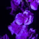 Daisy Flower on Purple Background  screen for extension Chrome web store in OffiDocs Chromium