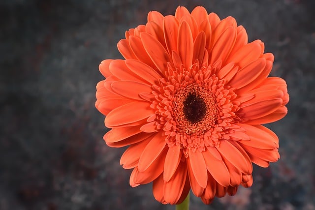 Free download daisy flower plant transvaal daisy free picture to be edited with GIMP free online image editor