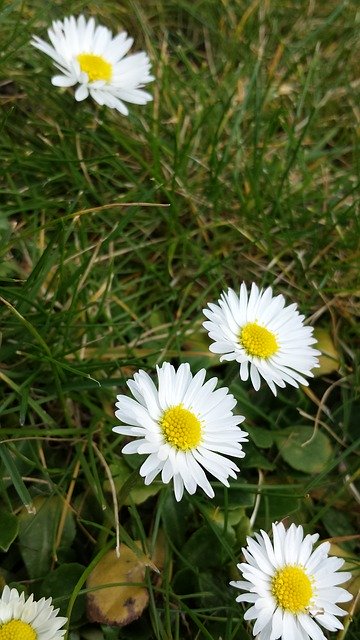 Free download Daisy Flowers -  free photo or picture to be edited with GIMP online image editor
