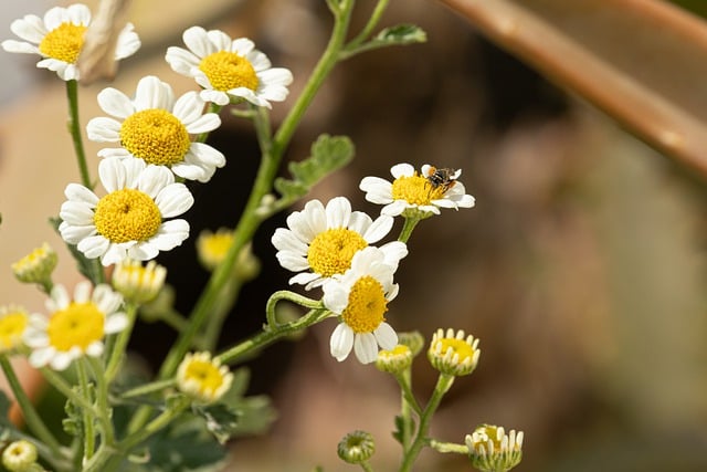 Free download daisy flowers bee insect garden free picture to be edited with GIMP free online image editor