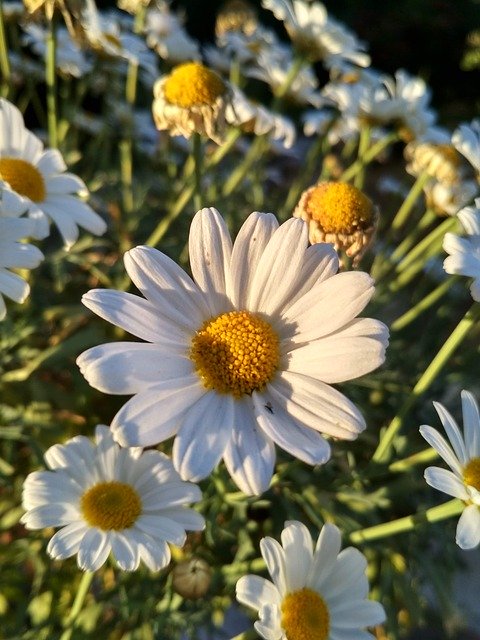 ดาวน์โหลดเทมเพลตภาพถ่าย Daisy Flowers Garden ฟรีเพื่อแก้ไขด้วยโปรแกรมแก้ไขรูปภาพออนไลน์ GIMP