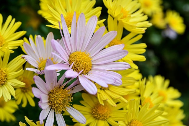 دانلود رایگان عکس مارگارت گیاه گل های دیزی را برای ویرایش با ویرایشگر تصویر آنلاین رایگان GIMP