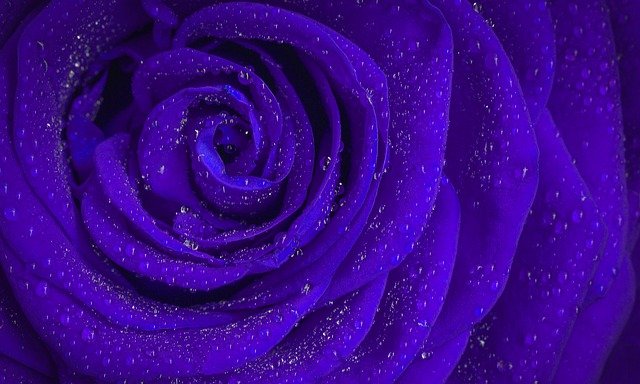 Bezpłatne pobieranie stokrotek kwiaty róża niebieski zielony darmowy obraz do edycji za pomocą bezpłatnego internetowego edytora obrazów GIMP