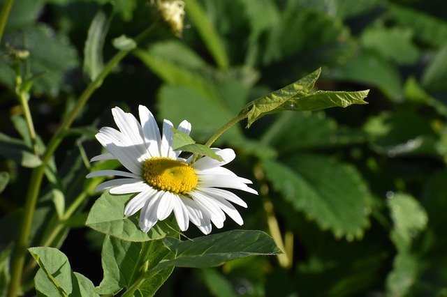 הורדה חינם Daisy Flower Vjun - תמונה או תמונה בחינם לעריכה עם עורך התמונות המקוון GIMP