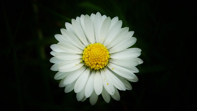 Descargue gratis la imagen gratuita de la planta de la flor blanca de la flor de la margarita para editarla con el editor de imágenes en línea gratuito GIMP