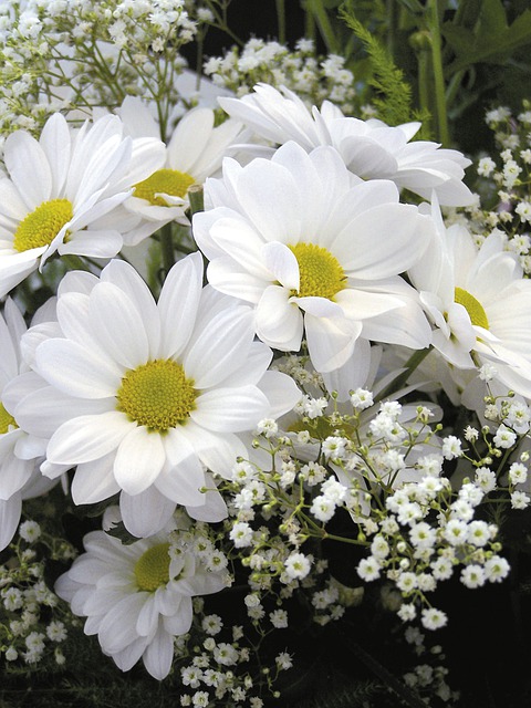 Free download daisy flower white holiday dear free picture to be edited with GIMP free online image editor