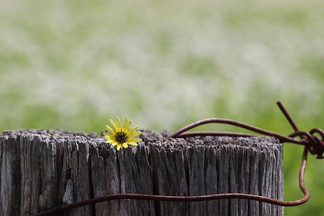 Free download daisy flower wood yellow flower free picture to be edited with GIMP free online image editor