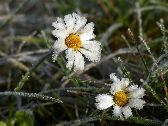 Gratis download daisy frost hoarfrost bevroren dauw gratis foto om te bewerken met GIMP gratis online afbeeldingseditor