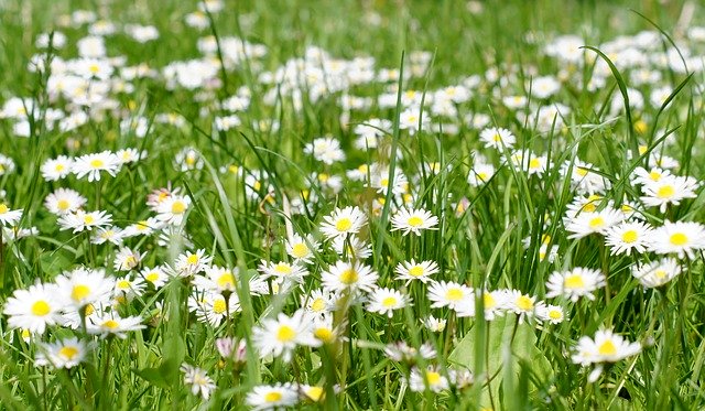 Free download Daisy Grass Spring -  free photo or picture to be edited with GIMP online image editor