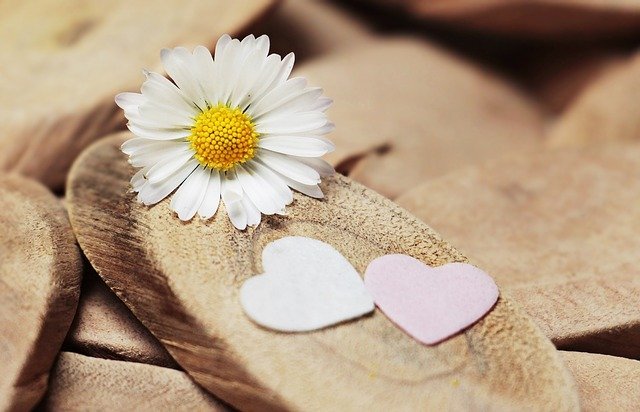 Free download daisy heart sweetheart thank you free picture to be edited with GIMP free online image editor