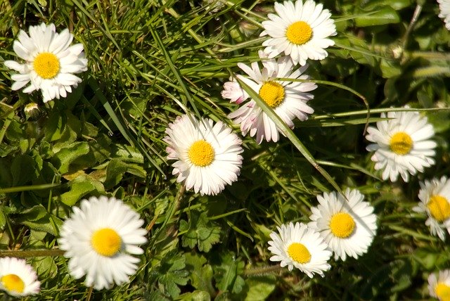 تنزيل Daisy In The - صورة مجانية أو صورة مجانية لتحريرها باستخدام محرر الصور عبر الإنترنت GIMP