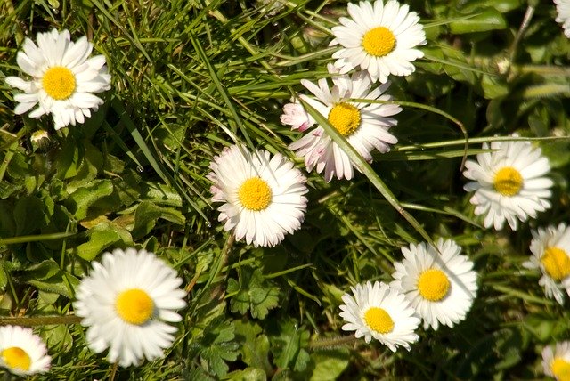 دانلود رایگان Daisy In The - عکس یا عکس رایگان قابل ویرایش با ویرایشگر تصویر آنلاین GIMP