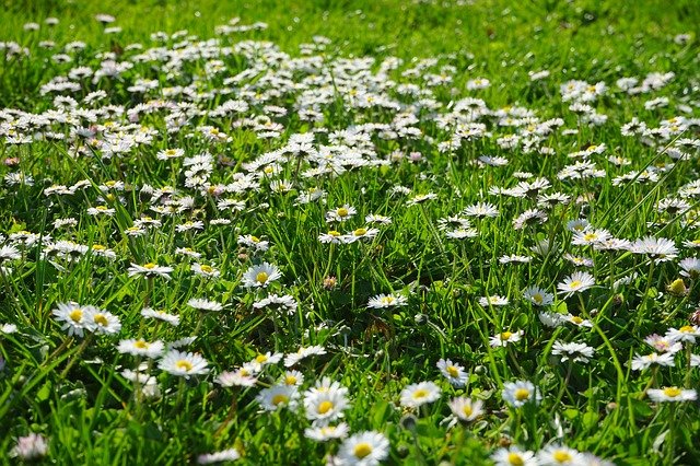 Free download daisy lawn meadow white free picture to be edited with GIMP free online image editor